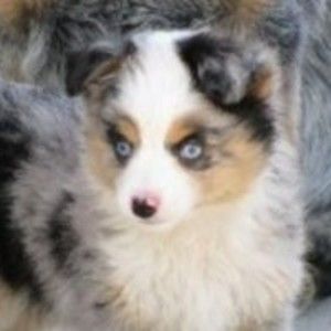 Meet your Posher, William